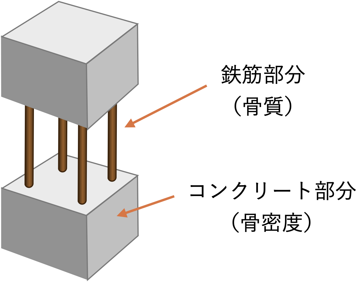 骨密度のイメージイラスト